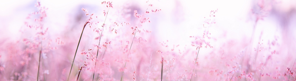 Easy Online Crossword Puzzles The Language Of Flowers