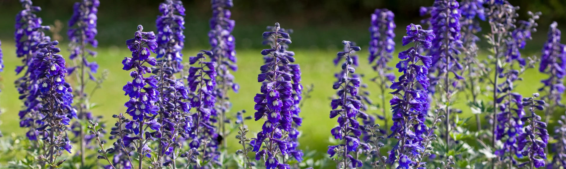 Flower of the Month July: Larkspur