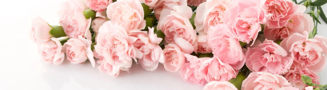 Flower Of The Month January - Carnations