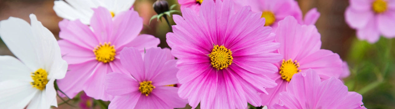 Blooming Birthday Presents_birthday-flower-delivery