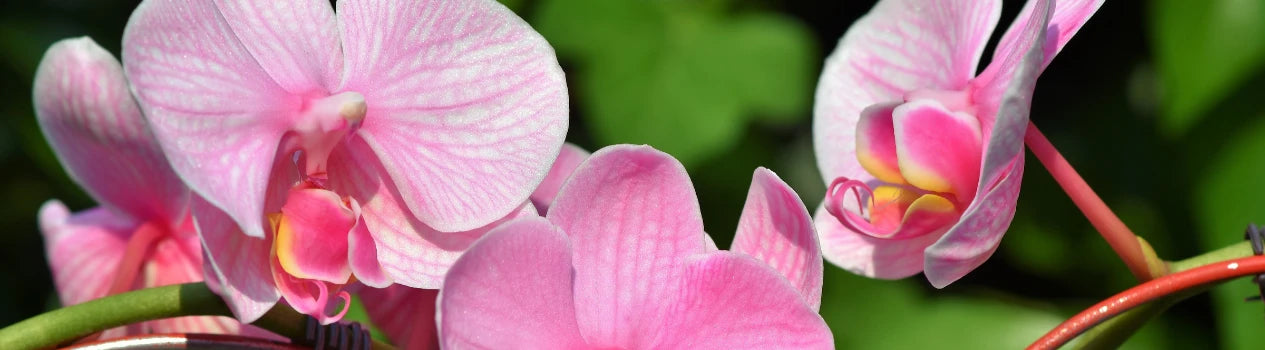 Flowers For You!_flower-bouquets