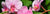 Flowers For You!_flower-bouquets