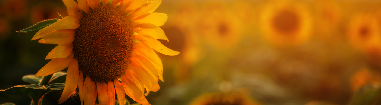 Sunflower Meaning, Symbolism & History