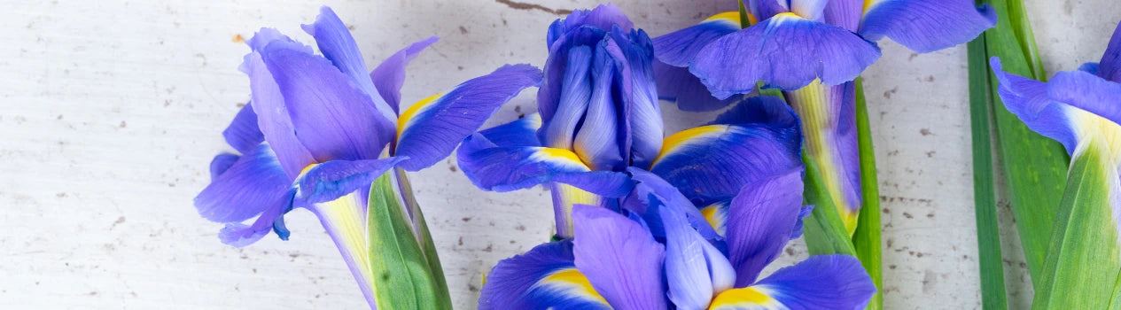 Flower Of The Month February - Iris