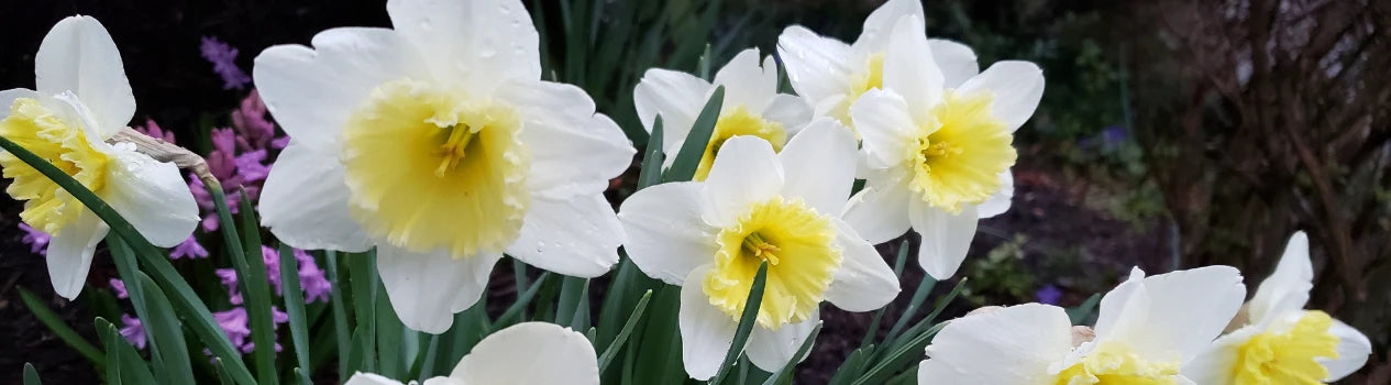 Flower Of The Month March - Daffodils