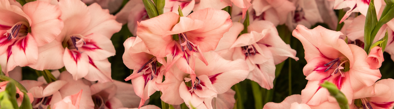 August Birth Flower - Gladiolus