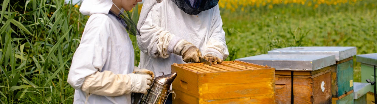 How To Start Beekeeping In The Philippines