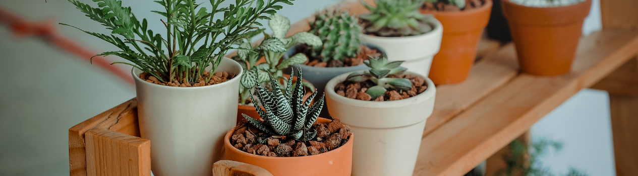 Send A Pot Of Joy To Someone Today!_potted-plants