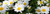 Shop For Daisies_daisy-flower