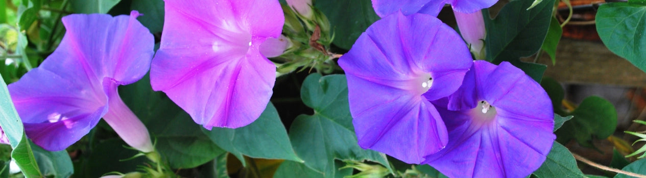 Browse Other Flowers!_nationwide-flower-and-gift-delivery
