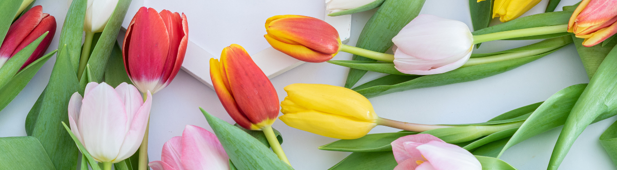 Send Tulips To A Loved One Today_tulips-flower-delivery