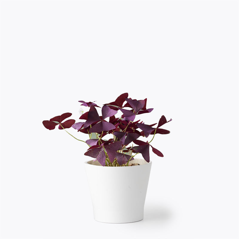 Butterfly Oxalis