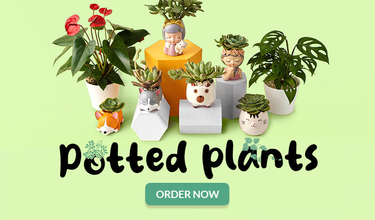 //www.flowerchimp.com.ph/cdn/shopifycloud/shopify/assets/no-image-2048-5e88c1b20e087fb7bbe9a3771824e743c244f437e4f8ba93bbf7b11b53f7824c.gif