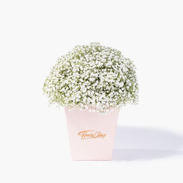 Sweet Baby's Breath