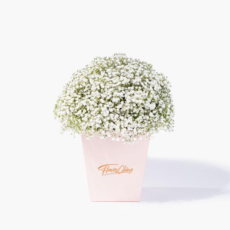 Sweet Baby's Breath
