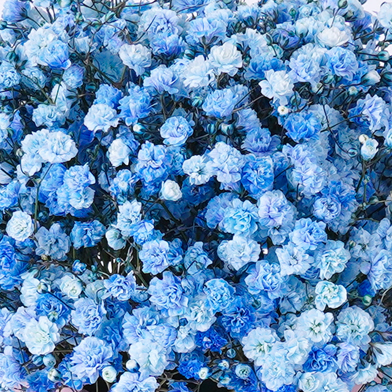 Blue Roses Philippines Types Of Blue Flowers In The Philippines
