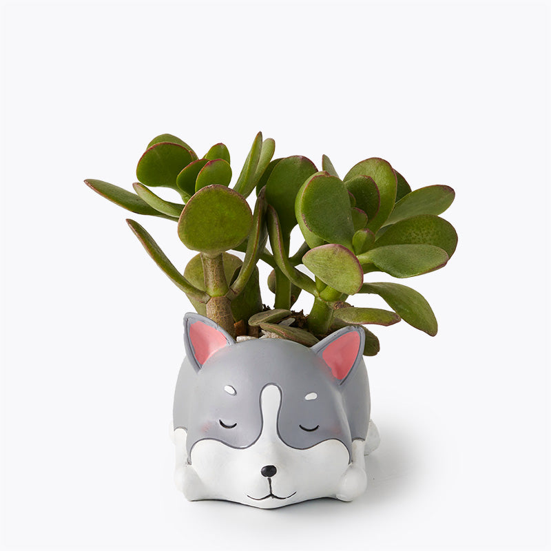 Husky Jade Plant