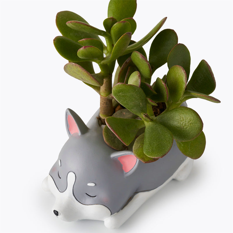 jade plant dog Husky Jade Plant | Potted Plants