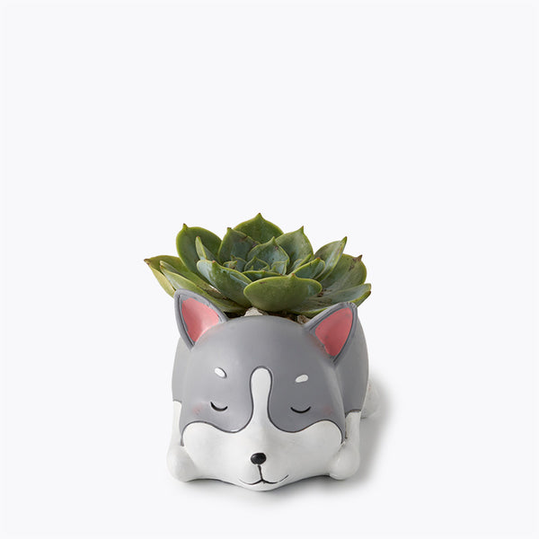 Husky Rose Cabbage