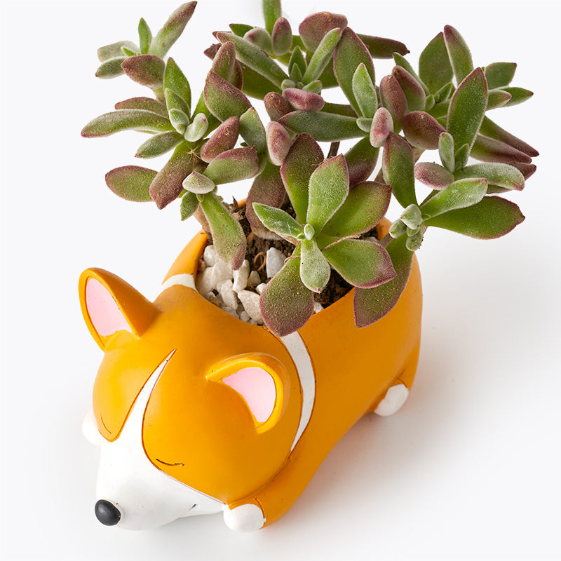 corgi succulent pot Corgi Ghost Plant | Potted Plants