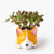 Corgi Ghost Plant