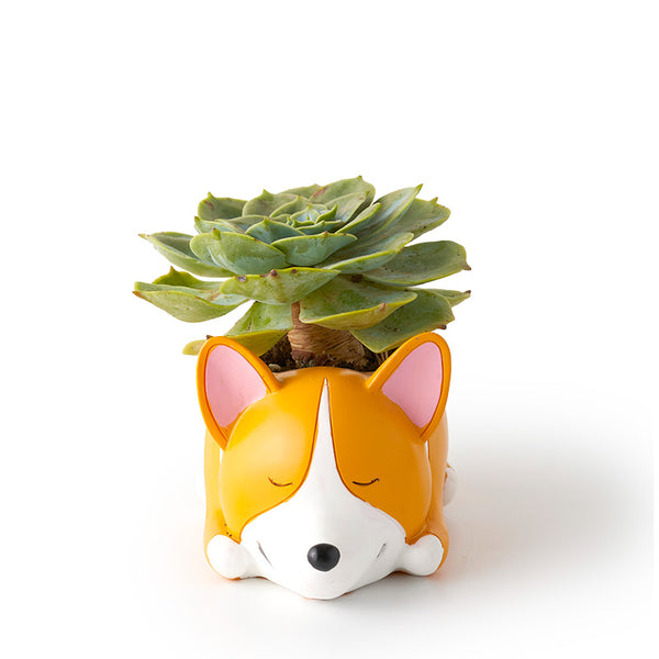 Corgi Rose Cabbage