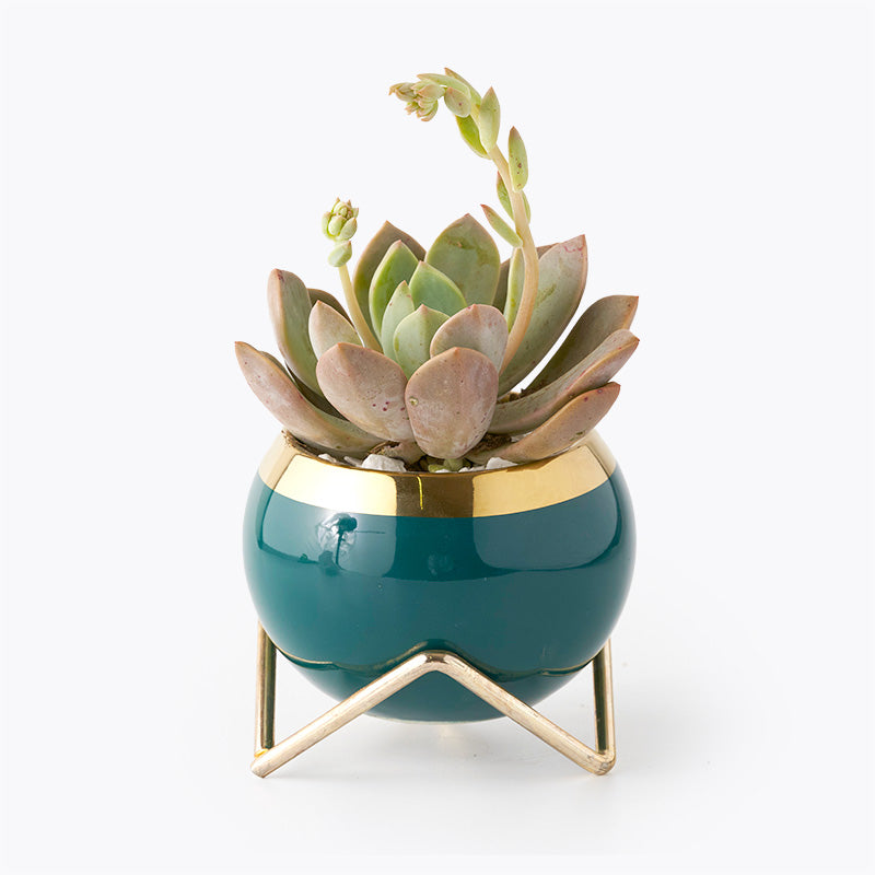 Royal Ghost Plant