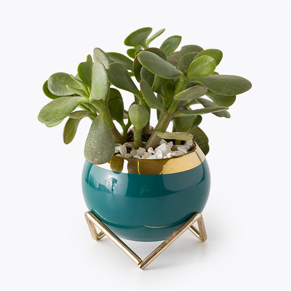 Royal Jade Plant