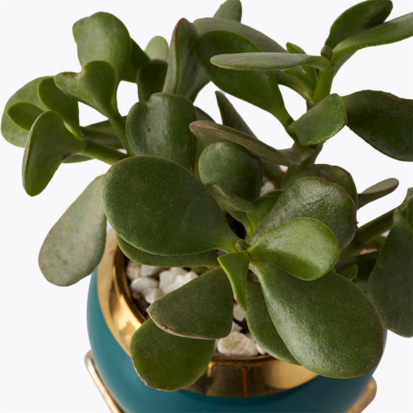 jade plant for sale philippines Royal Jade Plant | Potted Plants