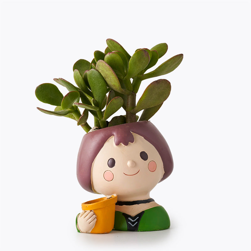 Cutie Jade Plant