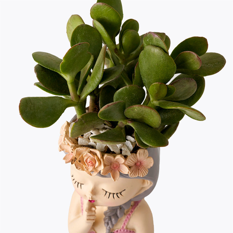 jade plant for sale philippines Princess Jade Plant | Potted Plants
