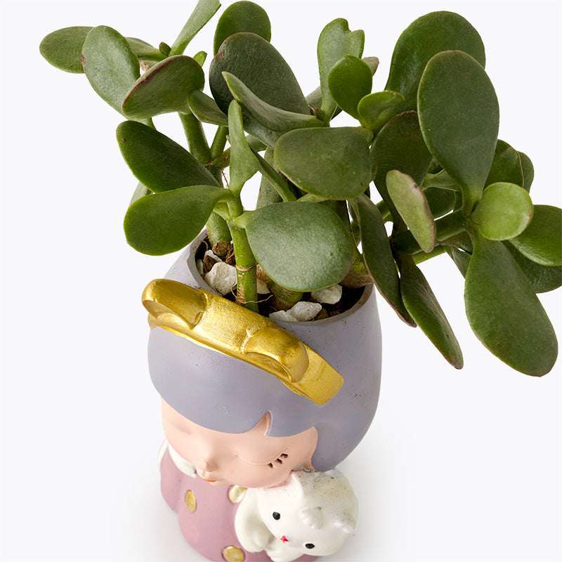 jade plant price philippines Ms. Jade Plant | Potted Plants