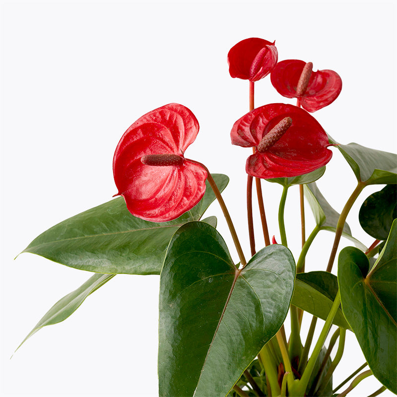 anthurium price philippines Anthurium Bloom