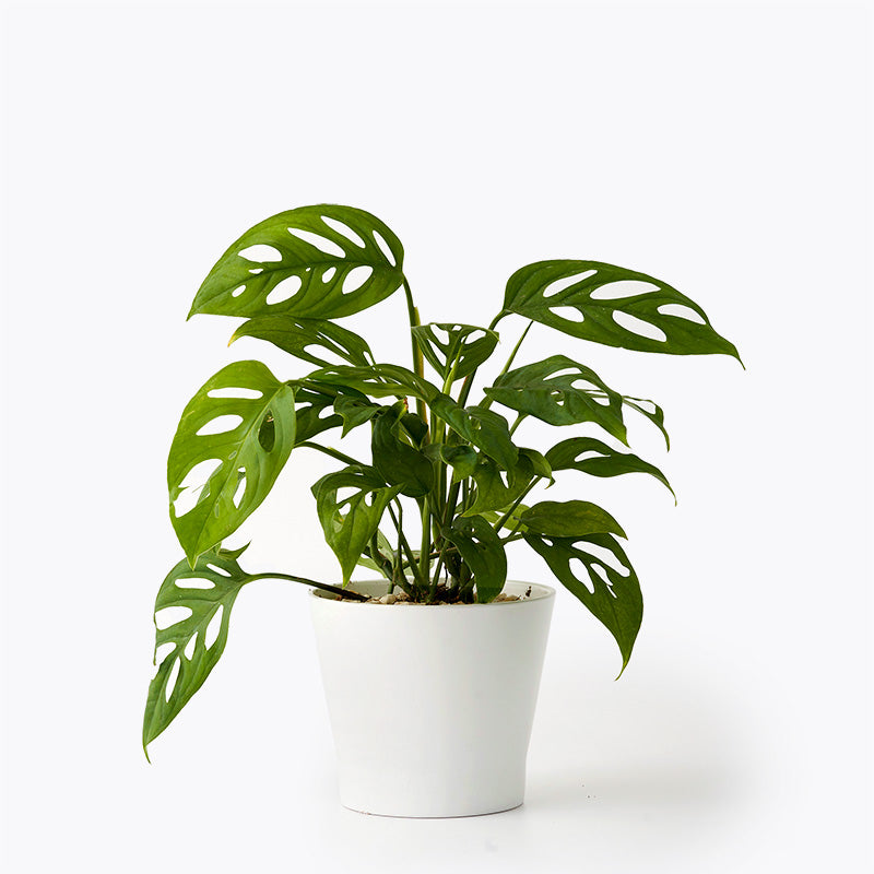indoor plants for sale philippines Princess Jade Plant | Potted Plants