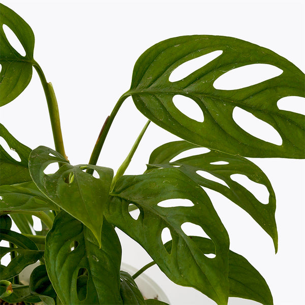 monstera deliciosa philippines Adanson Monstera