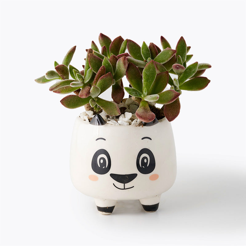 Panda Ghost Plant