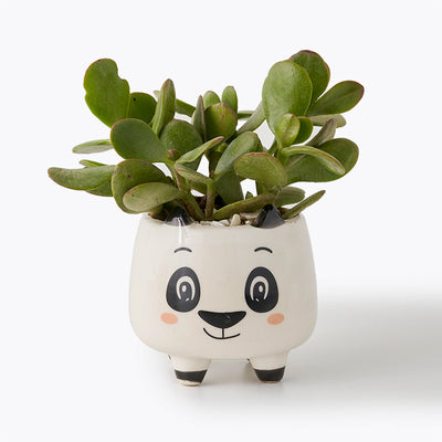 Ms. Jade Plant | Potted Plants | Same-Day Delivery Philippines