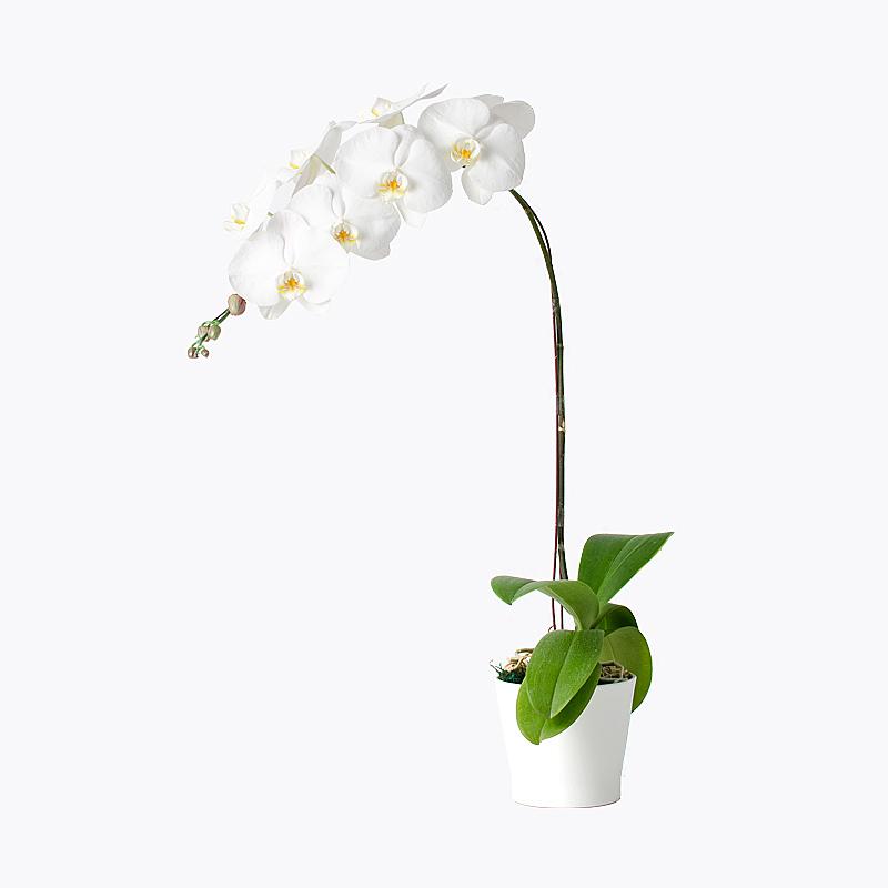 Everlasting White Orchid